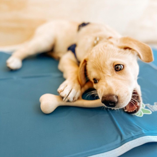 Puppy with a Betterbone SOFT chew toy lying on a blue mat with a blurred background.