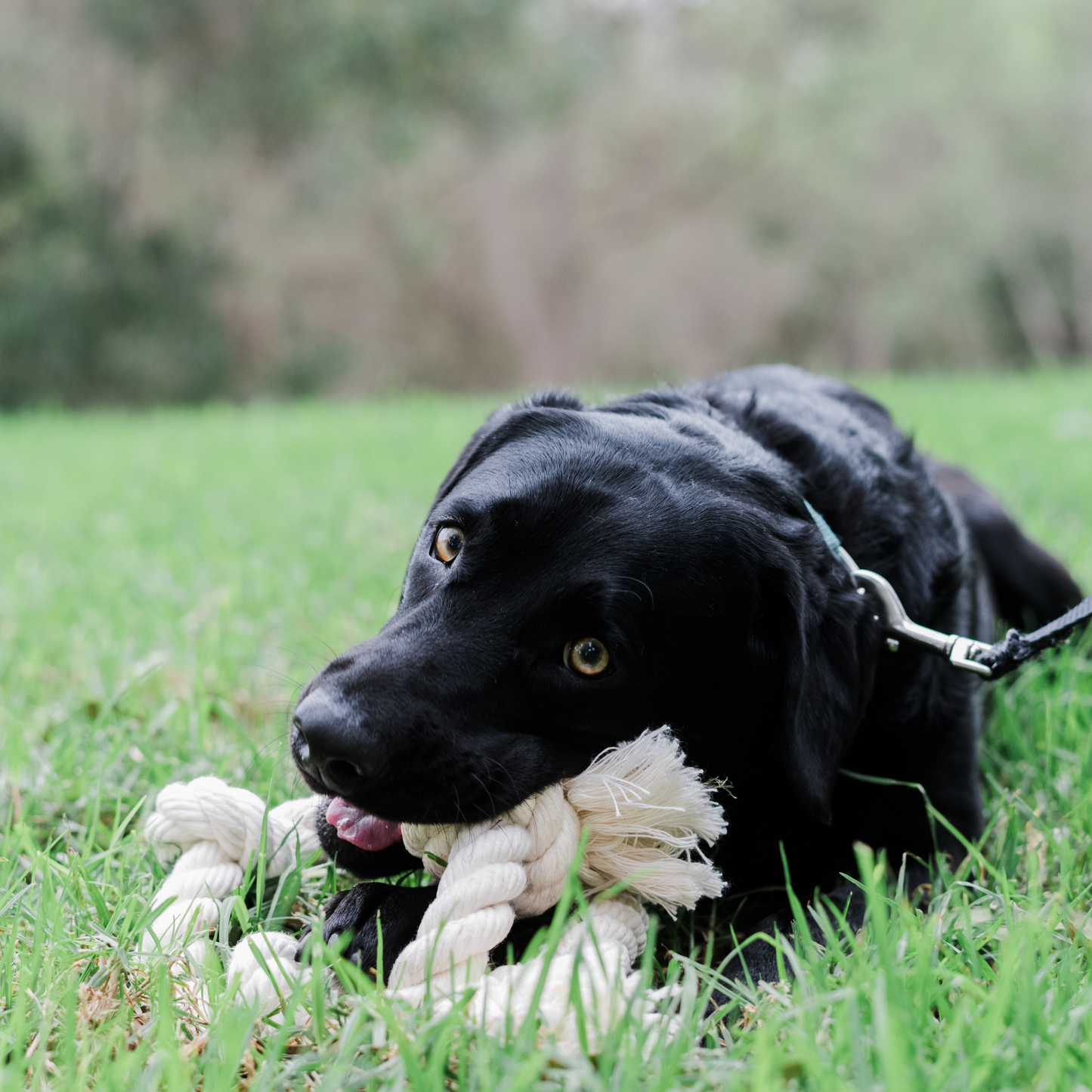 Black dog playing with an organic cotton rope toy on grass