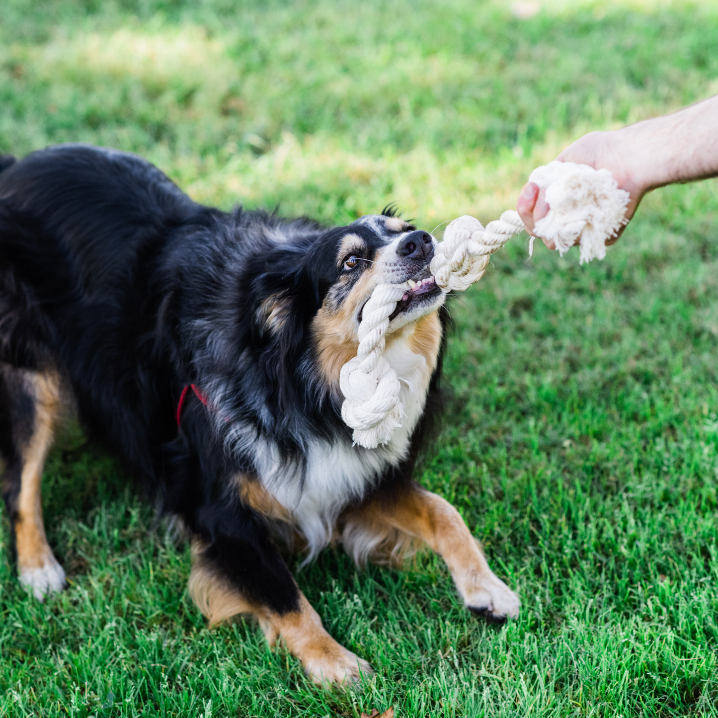 Person and dog playing tug with a sustainable organic cotton rope toy on grass