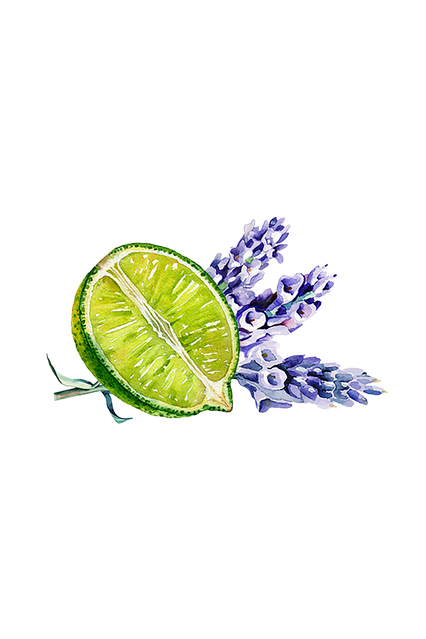 Sliced lime with lavender flowers on a white background