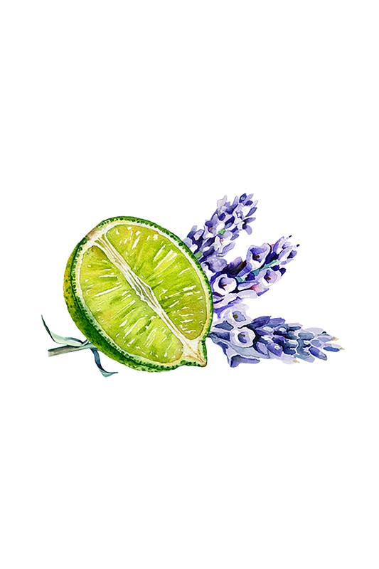 Sliced lime with lavender flowers on a white background