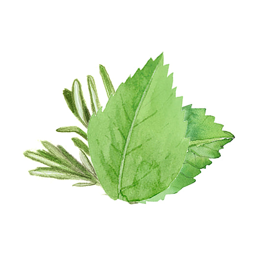 Illustration of a green mint leaf and rosemary sprig on a white background.