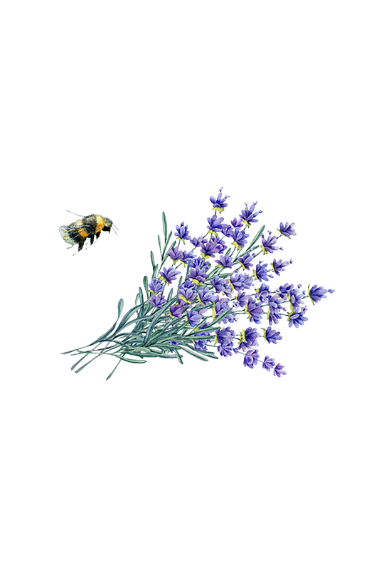 Illustration of a bee and lavender flowers on a white background