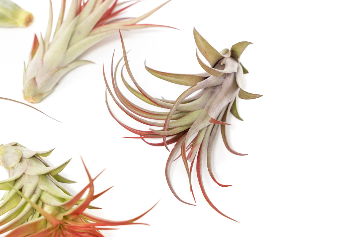 Red-toned leaves of the Large Red Abdita air plant