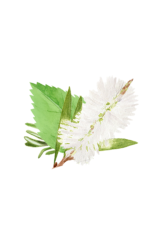 White flower with green leaves on a white background