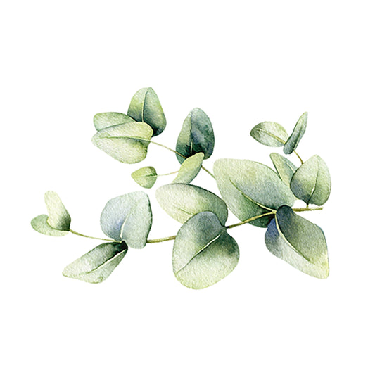 Decorative eucalyptus branch on a white background