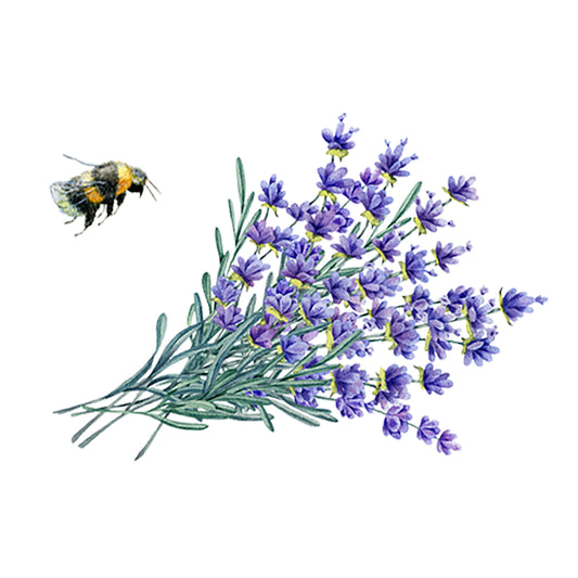 Illustration of a bee visiting lavender flowers on a white background