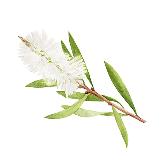 White flowered tea tree branch with green leaves on a white background