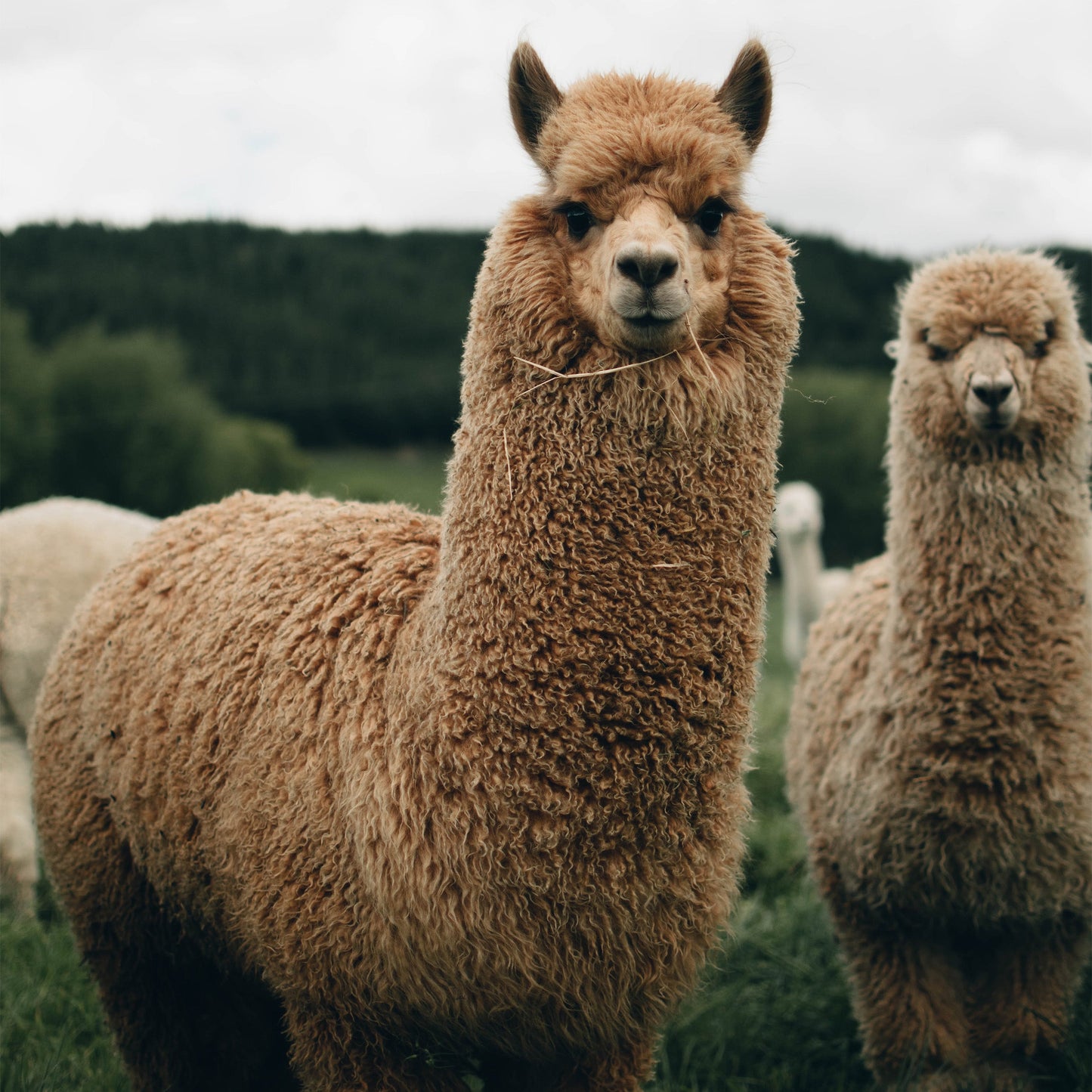 Two fluffy brown alpacas standing in a grassy field with trees in the background.