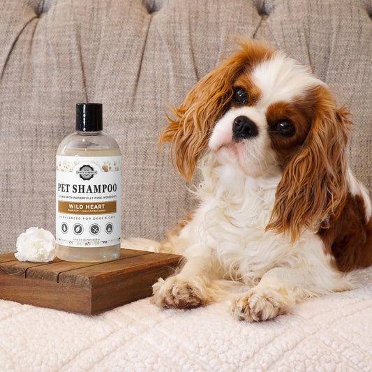 Dog sitting next to a bottle of pet shampoo on a wooden tray with a textured sofa background.