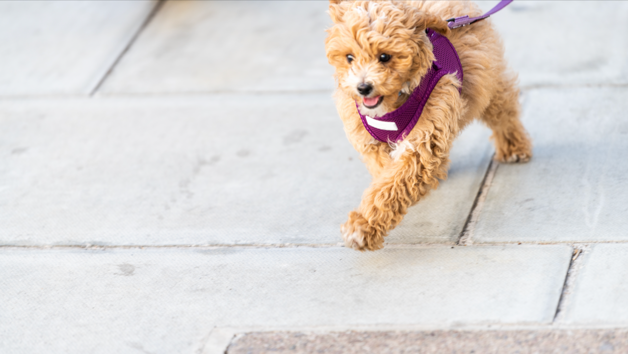 Dog walking on a leash in the city.