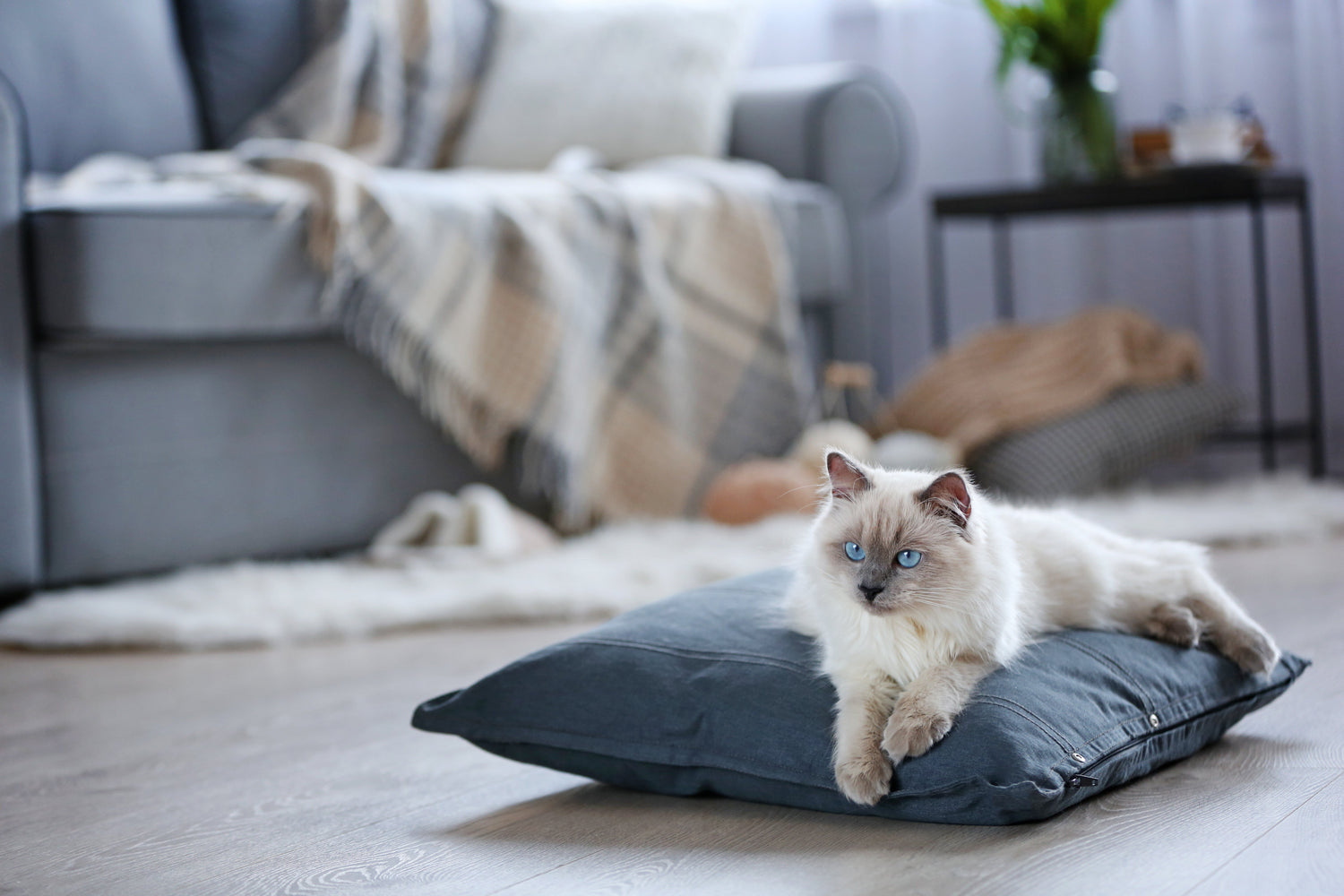 Earthinary | Sustainable accessories for cats