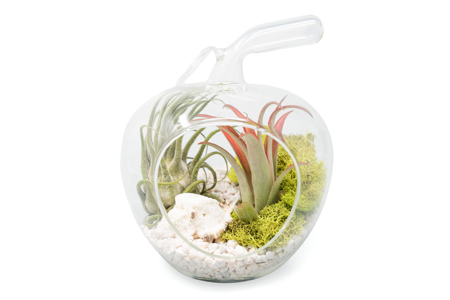 Complete Apple Terrarium with air plants, pebbles, sea shells and moss