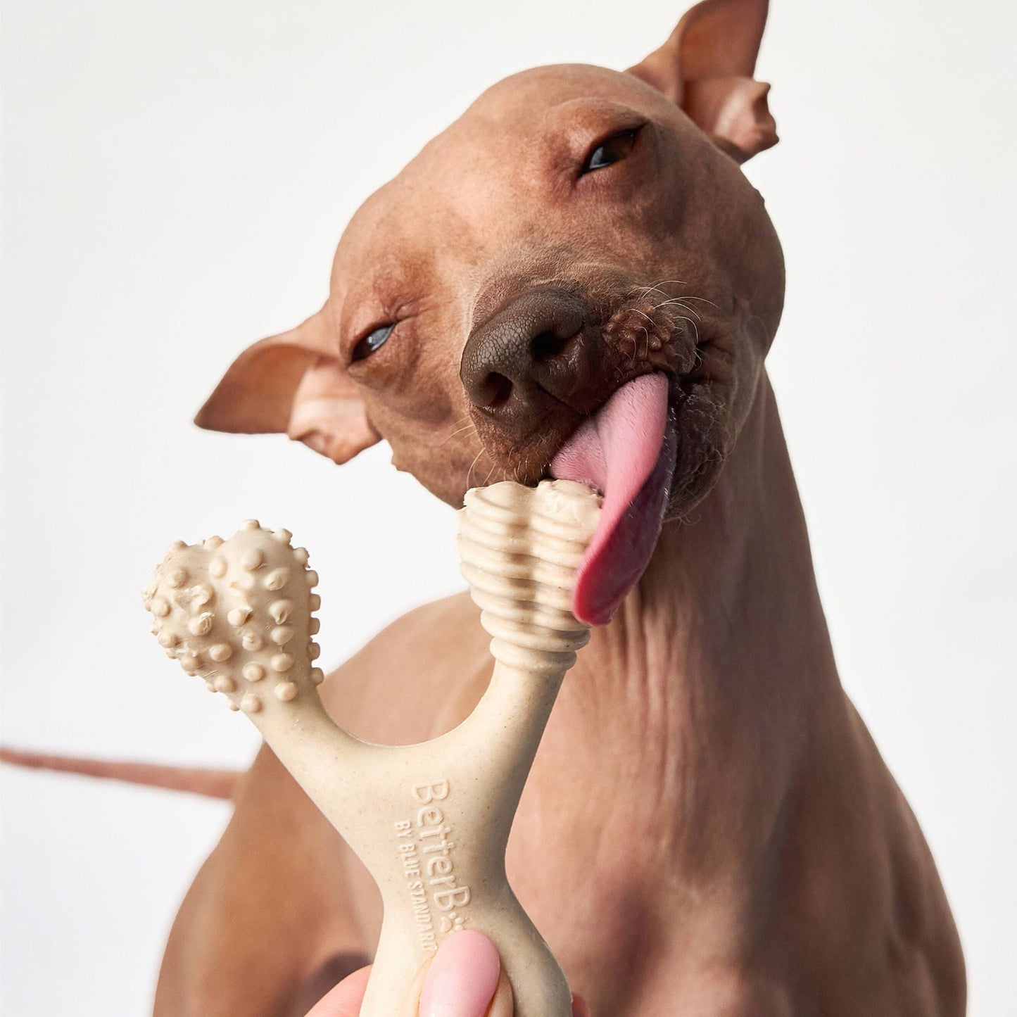 Dog with a Betterbone SOFT natural chew toy on a white background