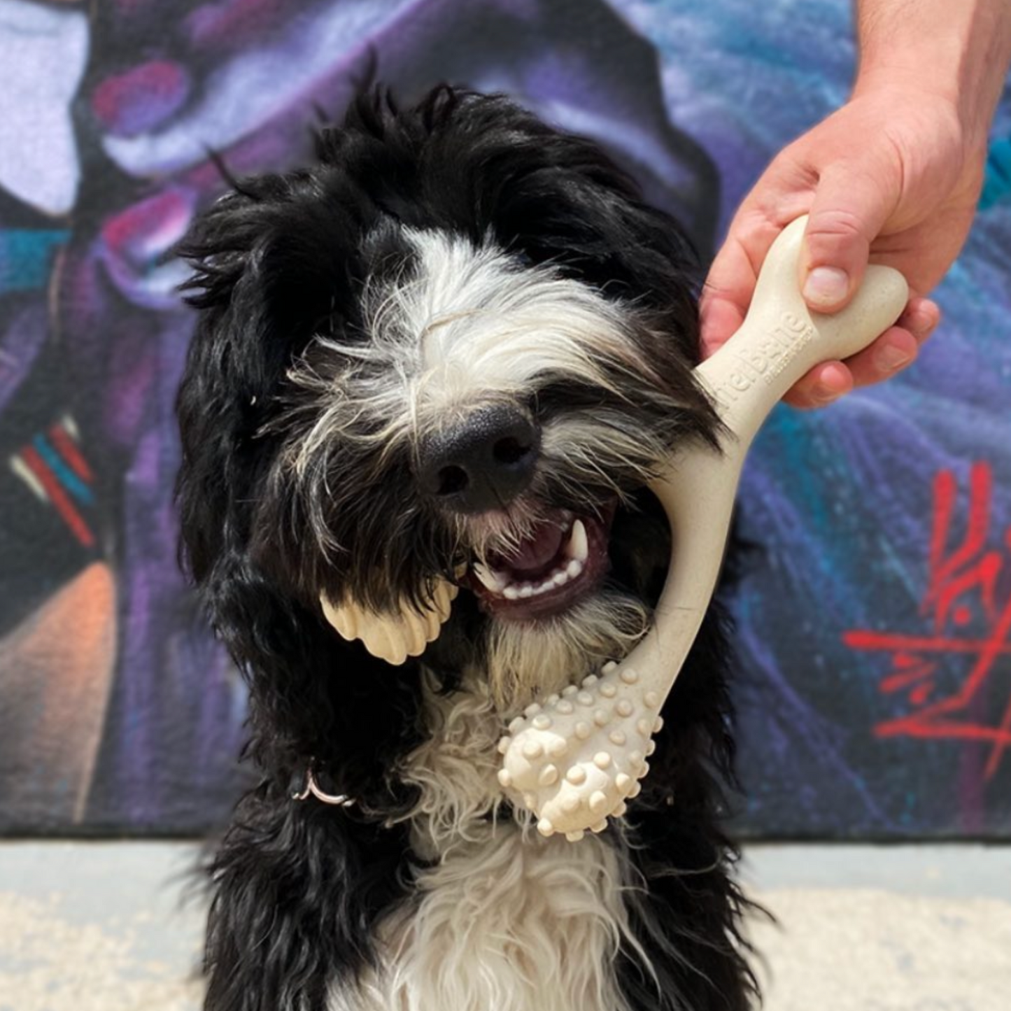 Dog holding a Betterbone SOFT natural chew toy with a colorful abstract painting in the background