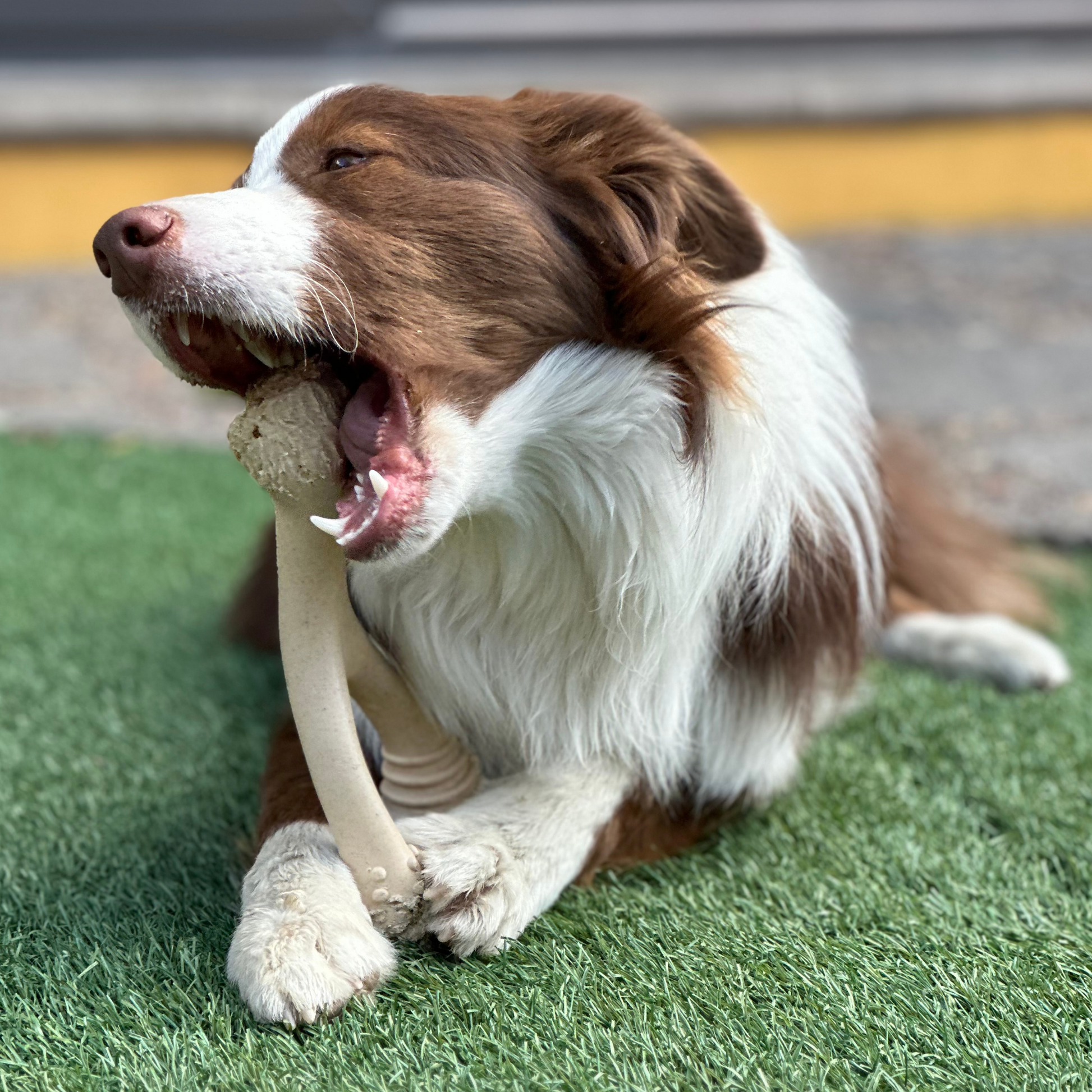 Dog playing with a Betterbone SOFT natural chew toy on grass.