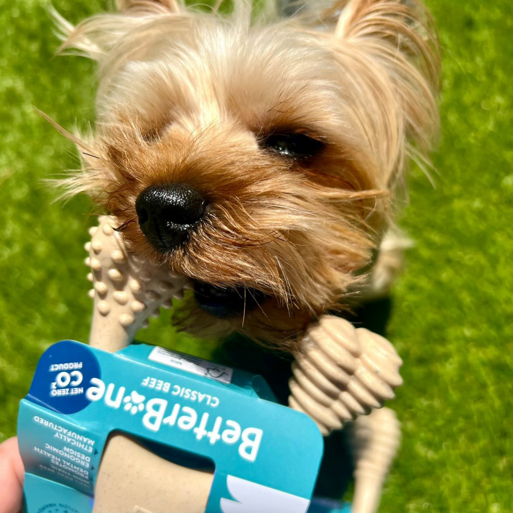 Small dog holding a Better Bone dog natural chew toy with a green grass background
