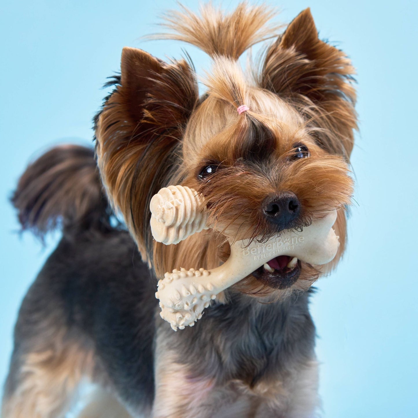 Dog holding a BetterBone SOFT natural chew toy against a clear blue sky