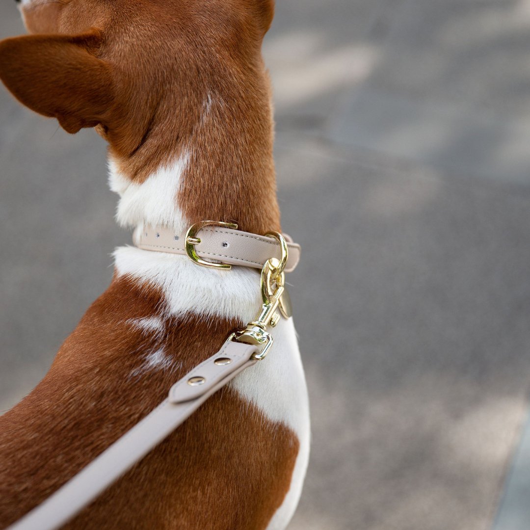 Brown and white dog wearing a Beige Copenhagen Dog Collar made with recycled materials and PETA-approved soft vegan leather with gold reinforced hardware on a blurred background