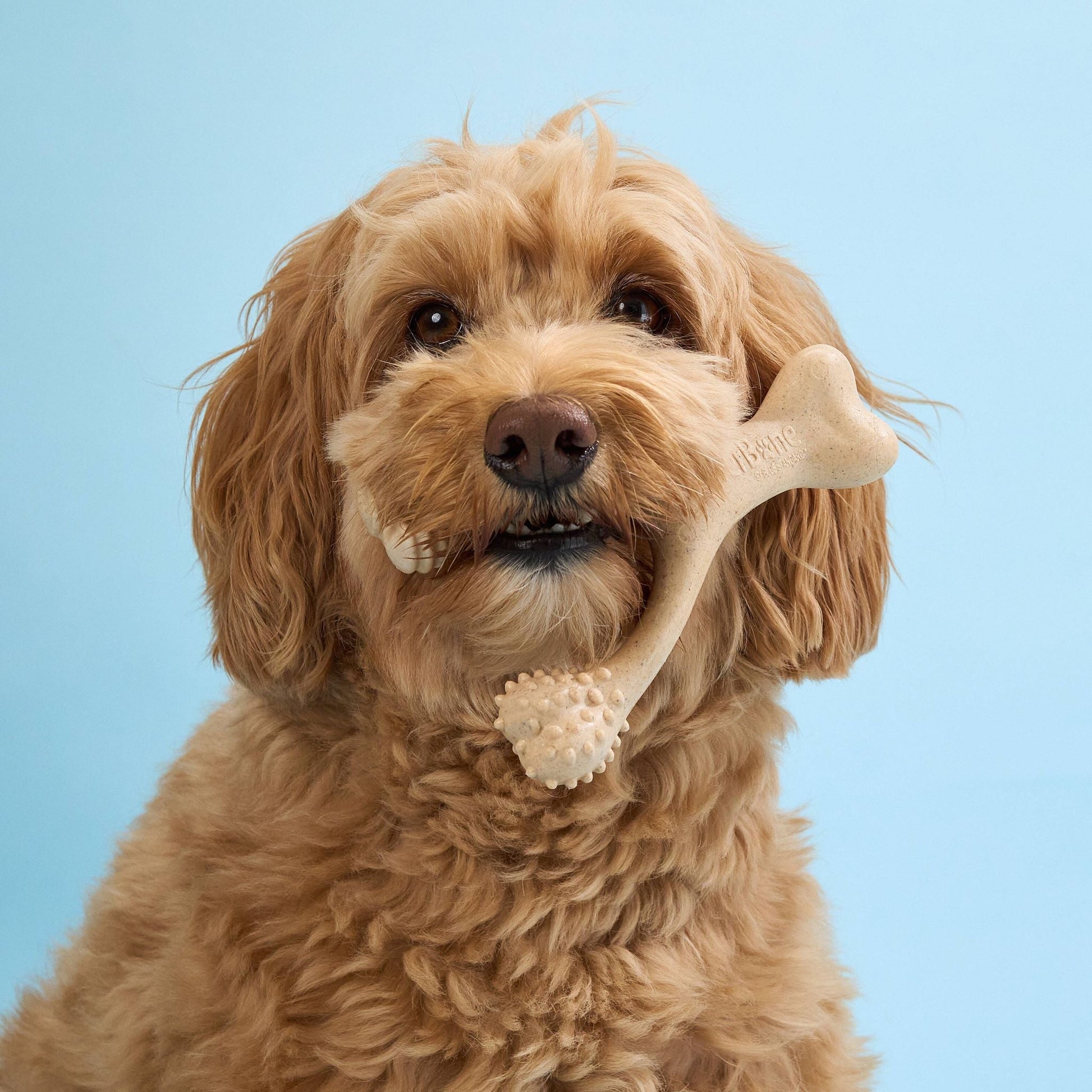 Dog holding a Betterbone SOFT natural chew toy against a light blue background