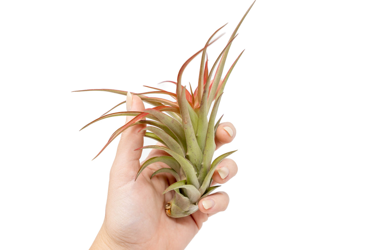 Close-up of the red leaves and sculptural rosette shape of a Large Red Abdita air plant