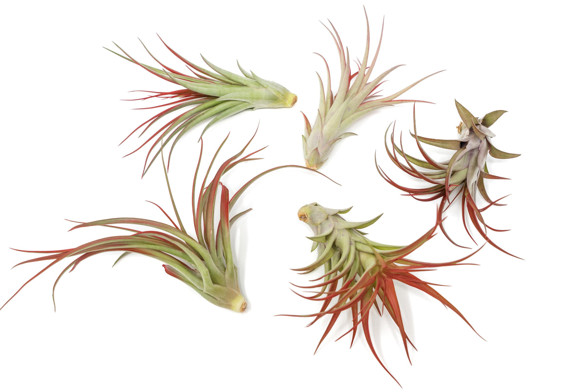 Red Abdita air plant adding natural color and texture to a home décor display