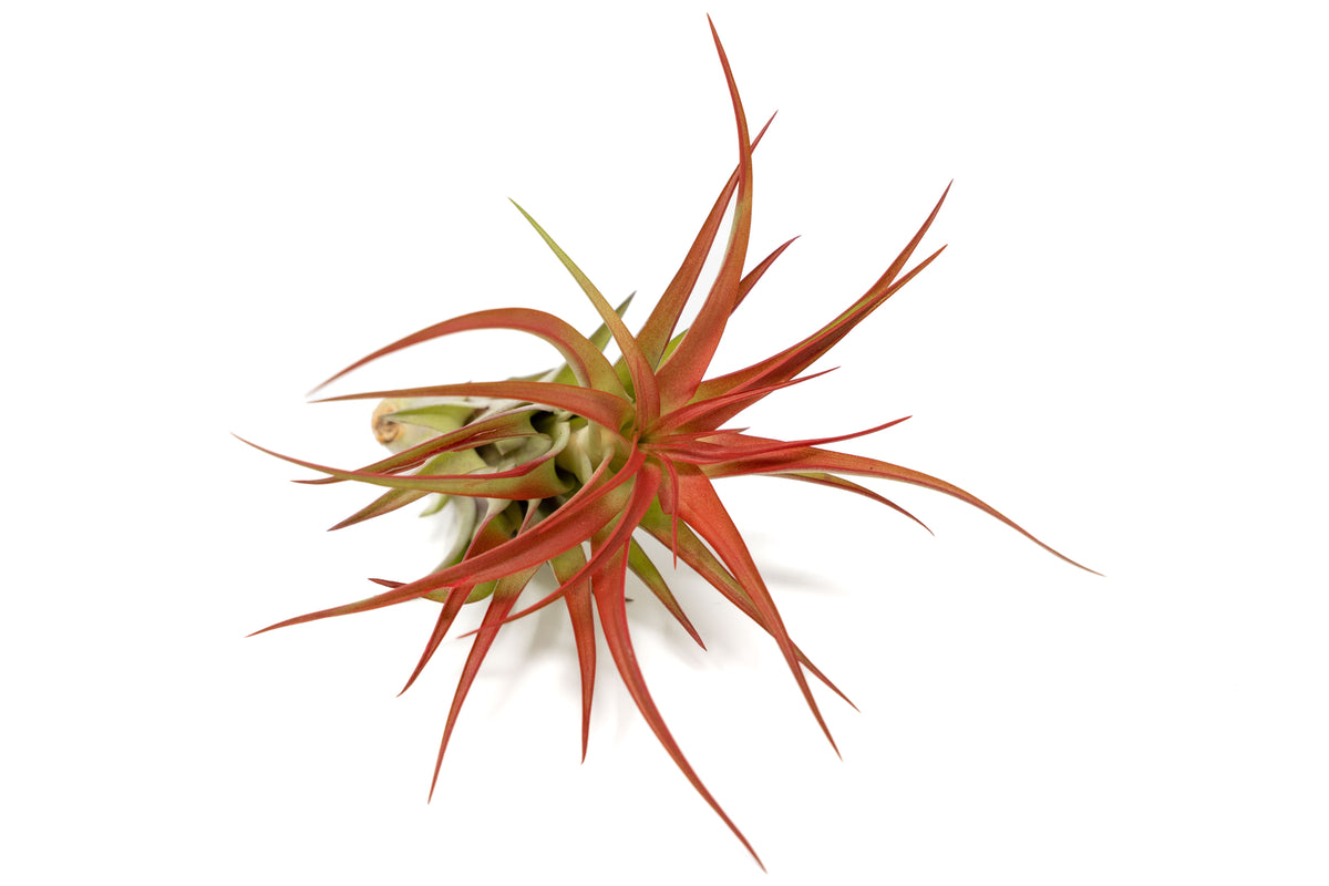 Large Red Abdita air plant measuring approximately 2–4 inches wide and 5–6 inches tall