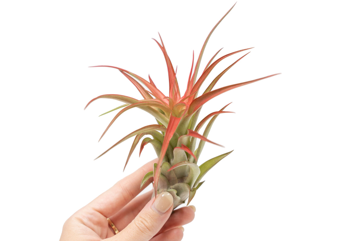 Large Red Abdita air plant with a rosette shape and red-toned leaves