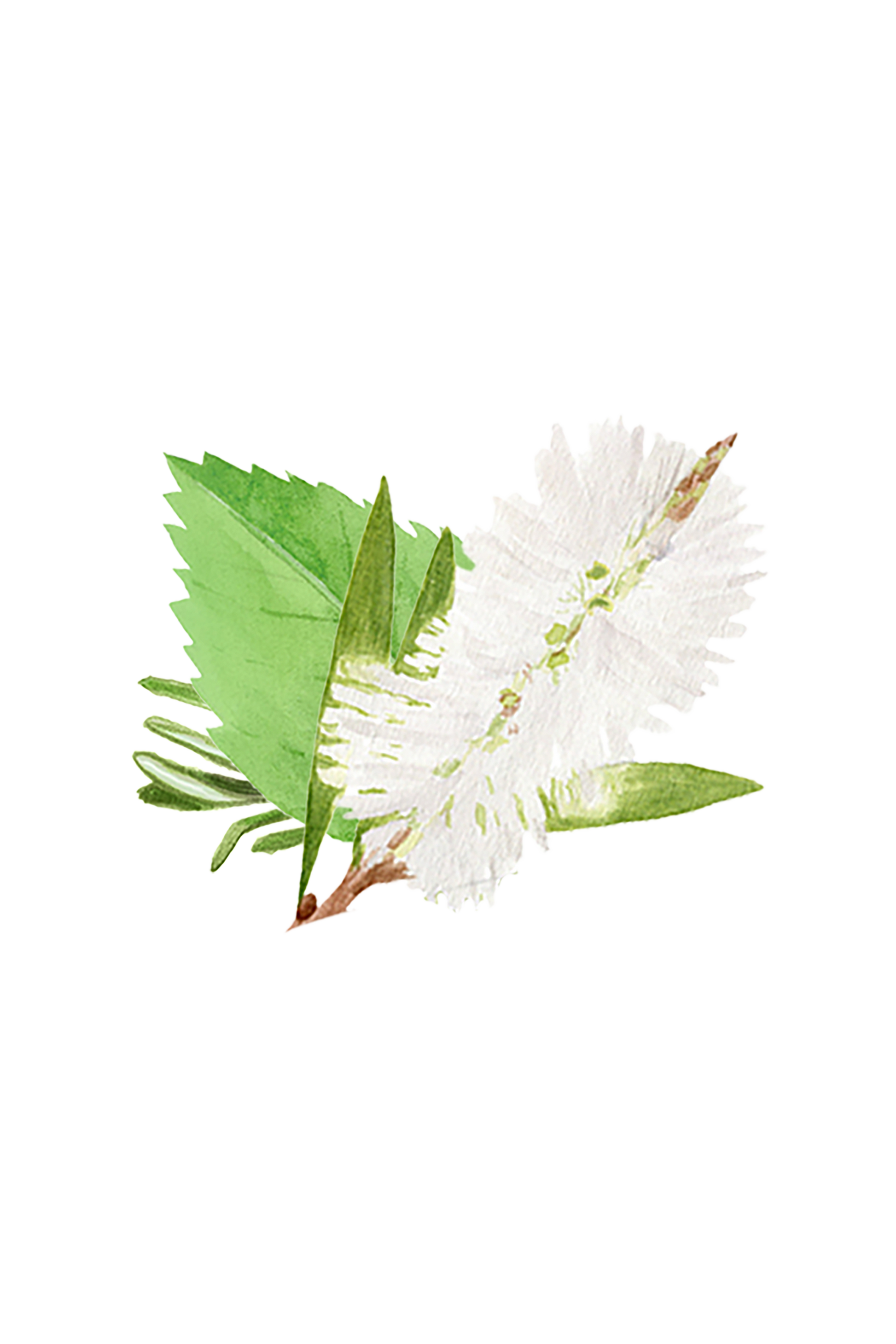 White flower with green leaves on a white background