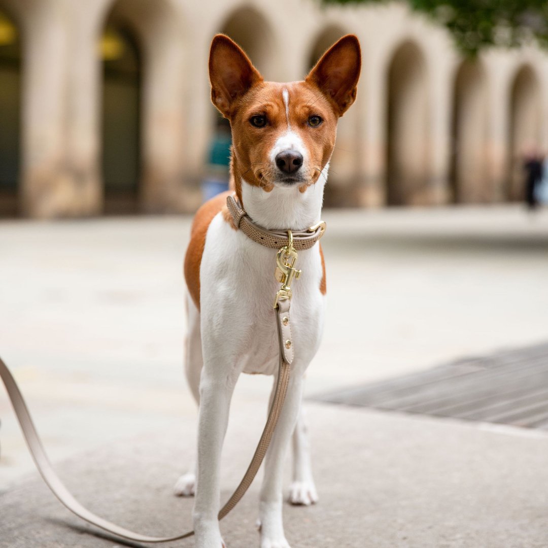 Dog on a Nina Woof vegan leather dog leash in an urban setting with architectural background