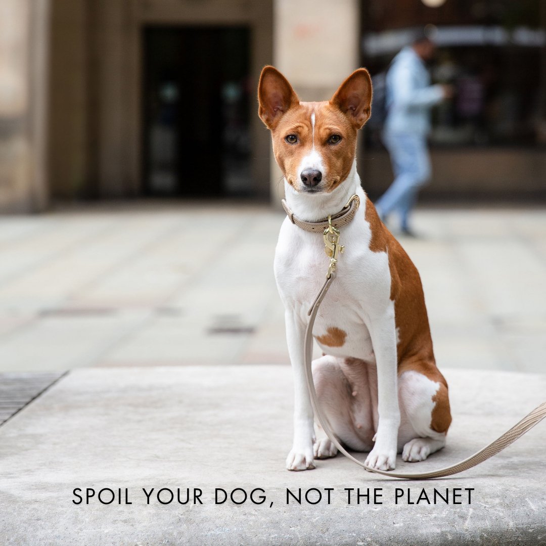 Dog wearing a beige Nina Woof Vegan Leather Dog collar paired with a matching Dog lead, sitting on a sidewalk with a blurred background