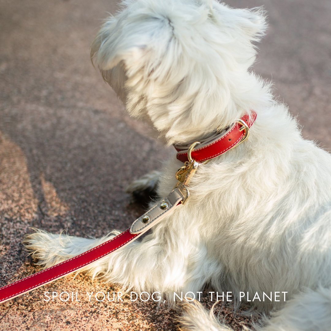 White dog with a red Copenhagen Dog Collar and Leash made with recycled materials and PETA-approved soft vegan leather with gold reinforced hardware on a blurred background with text 'Spoil your dog, not the planet'.