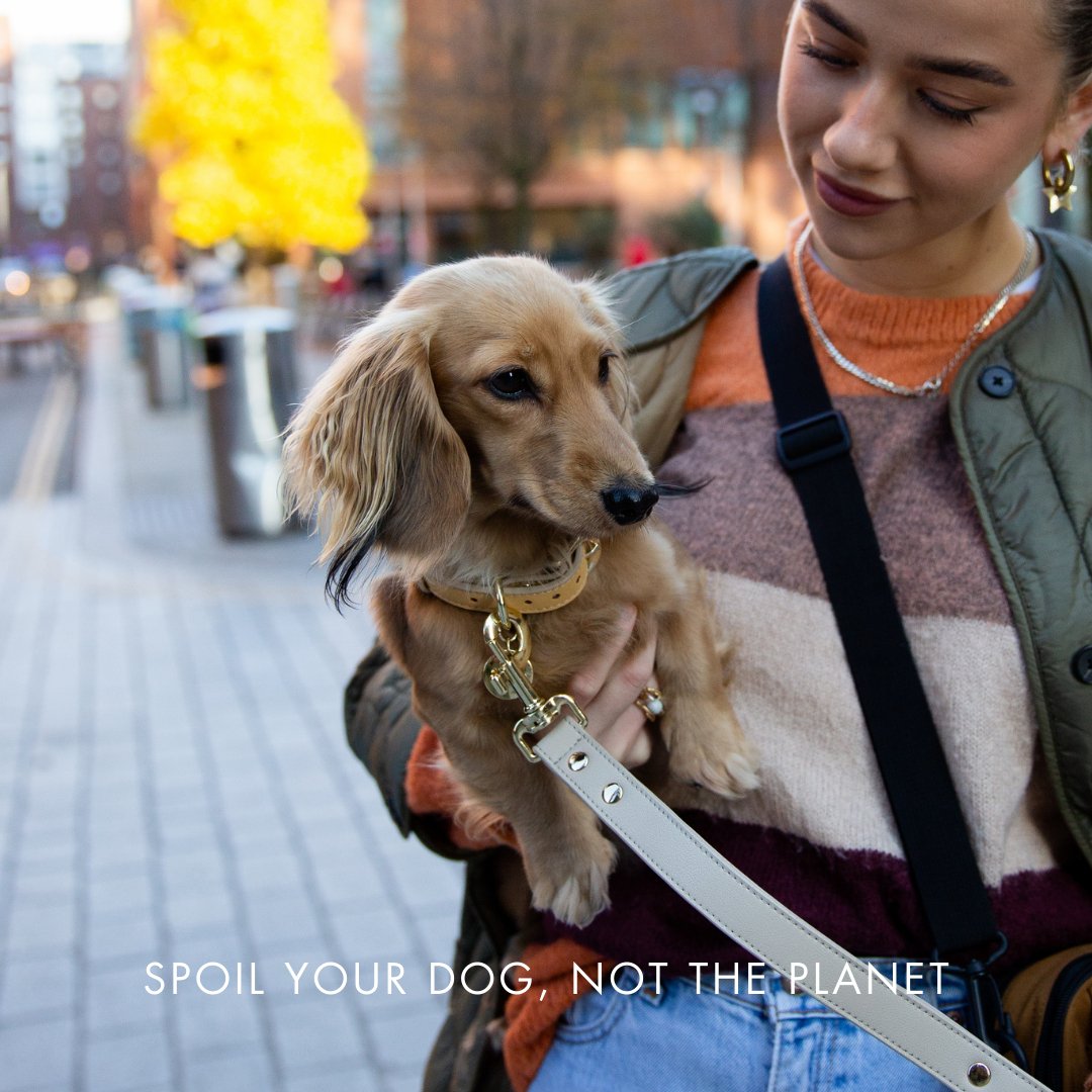 Woman holding a small dog with a Copenhagen Dog Collar and Leash made with recycled materials and PETA-approved soft vegan leather and gold reinforced hardware, standing on a sidewalk with blurred background.