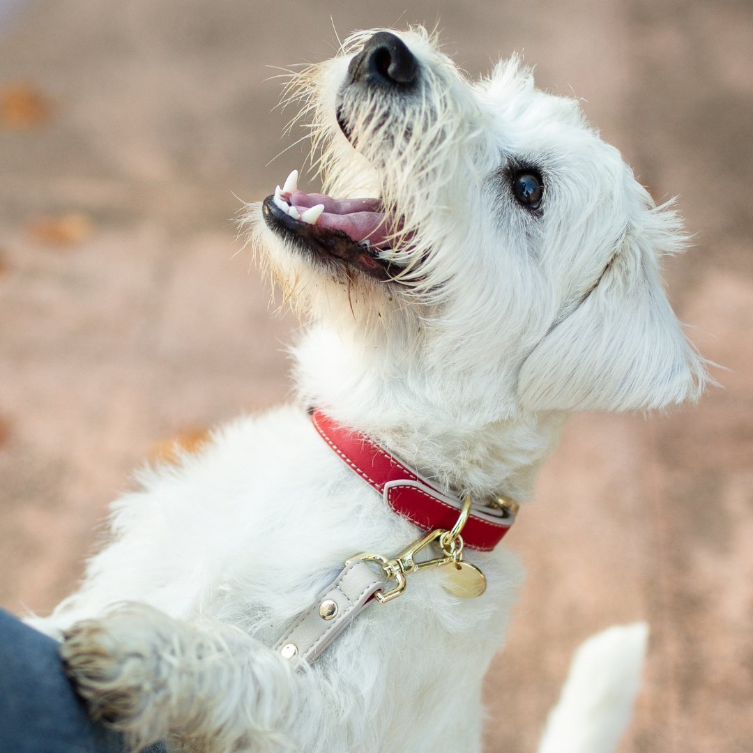 White dog with a red Copenhagen Dog Collar made with recycled materials and PETA-approved soft vegan leather with gold reinforced hardware outdoors