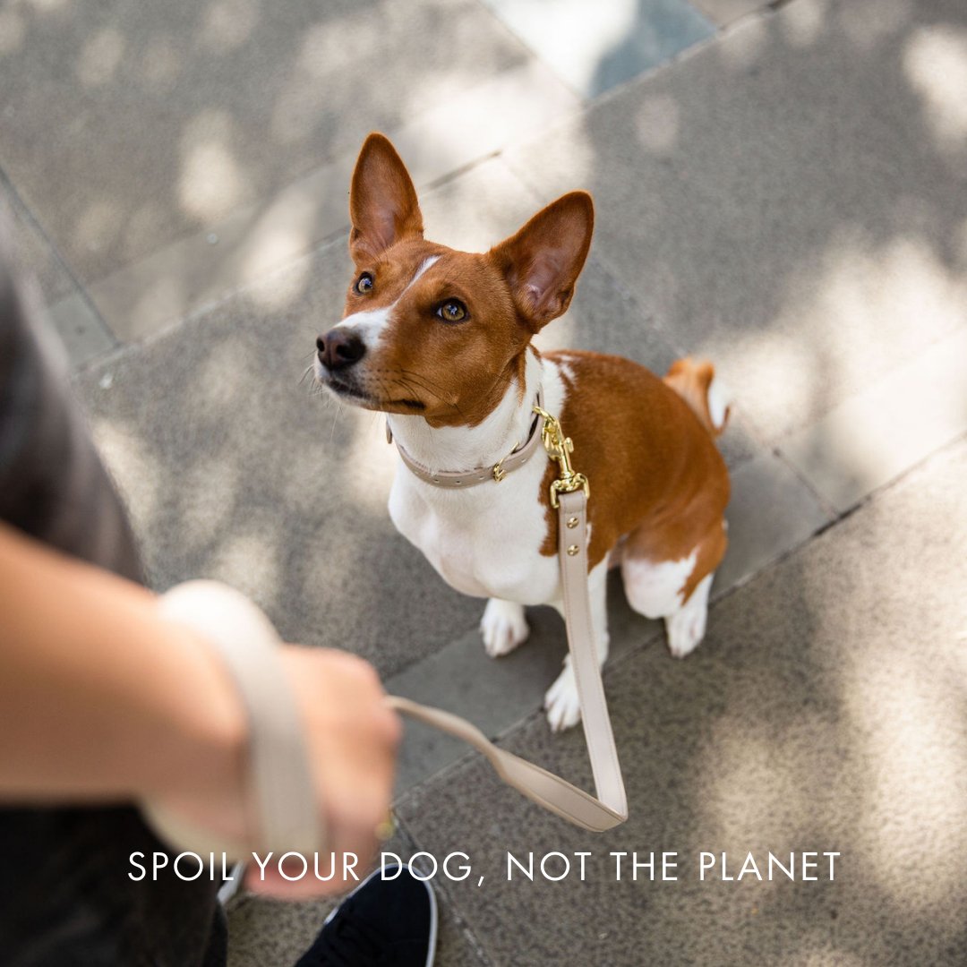 Brown and white dog with a Beige Copenhagen Dog Leash & Collar made with recycled materials and PETA-approved soft vegan leather with gold reinforced hardware with a person holding it, standing on a pavement.