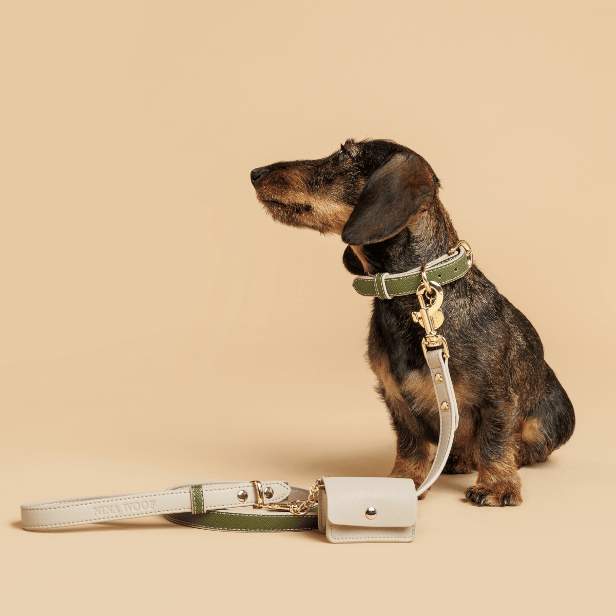 Dachshund wearing an olive & beige Copenhagen Dog Collar & Leash made with recycled materials and PETA-approved soft vegan leather with gold reinforced hardware on a beige background