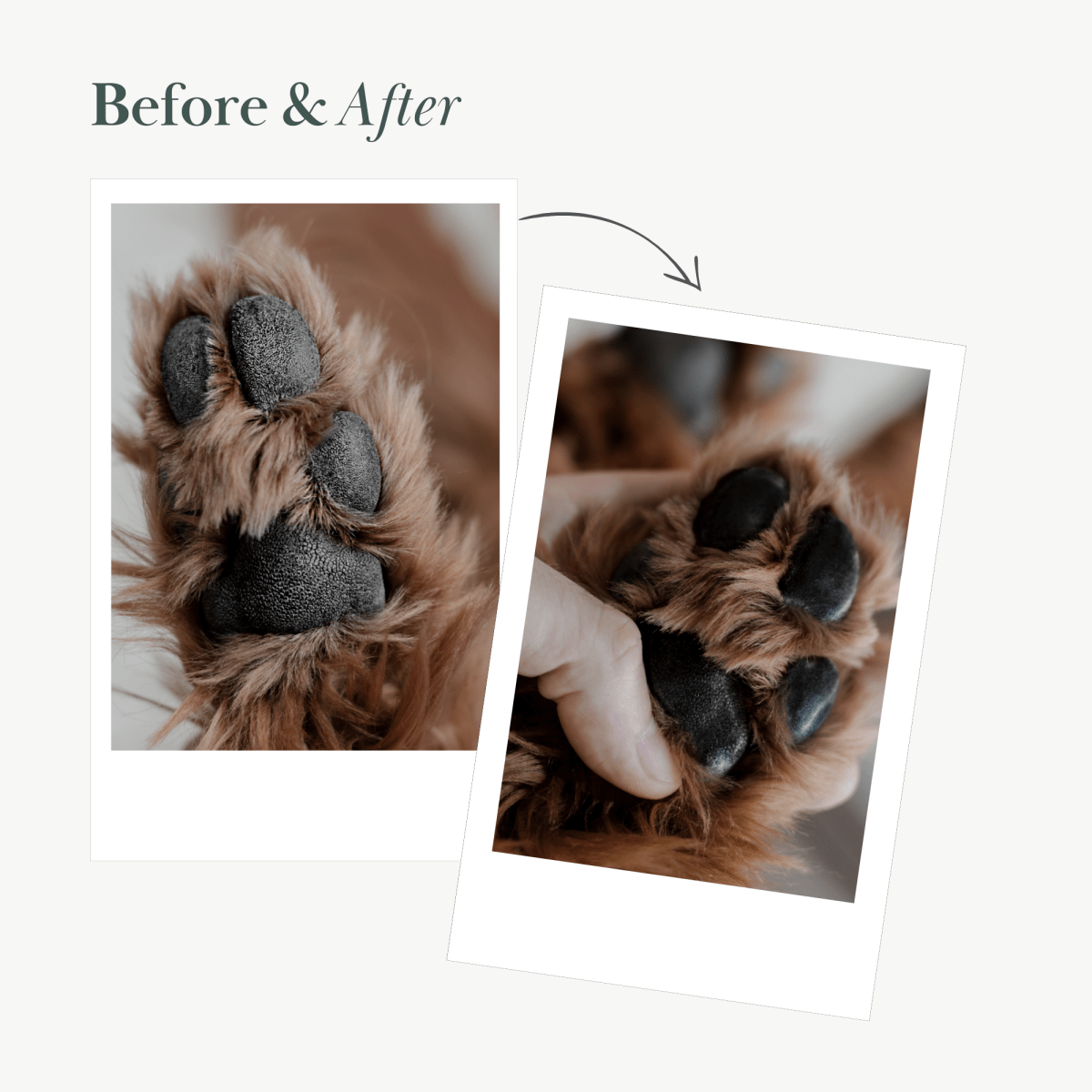 Before and after comparison of a dog's paw after using Nina Woof's All-Natural Vegan Dog Paw & Nose Balm – Hydrating & Eco-Friendly