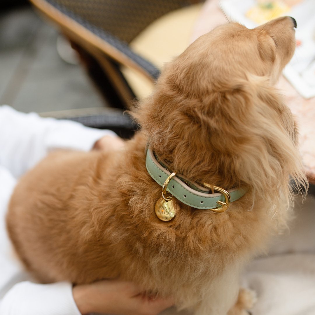 Small dog within an olive & beige Copenhagen Dog Collar made with recycled materials and PETA-approved soft vegan leather with gold reinforced hardware, being held by a person.