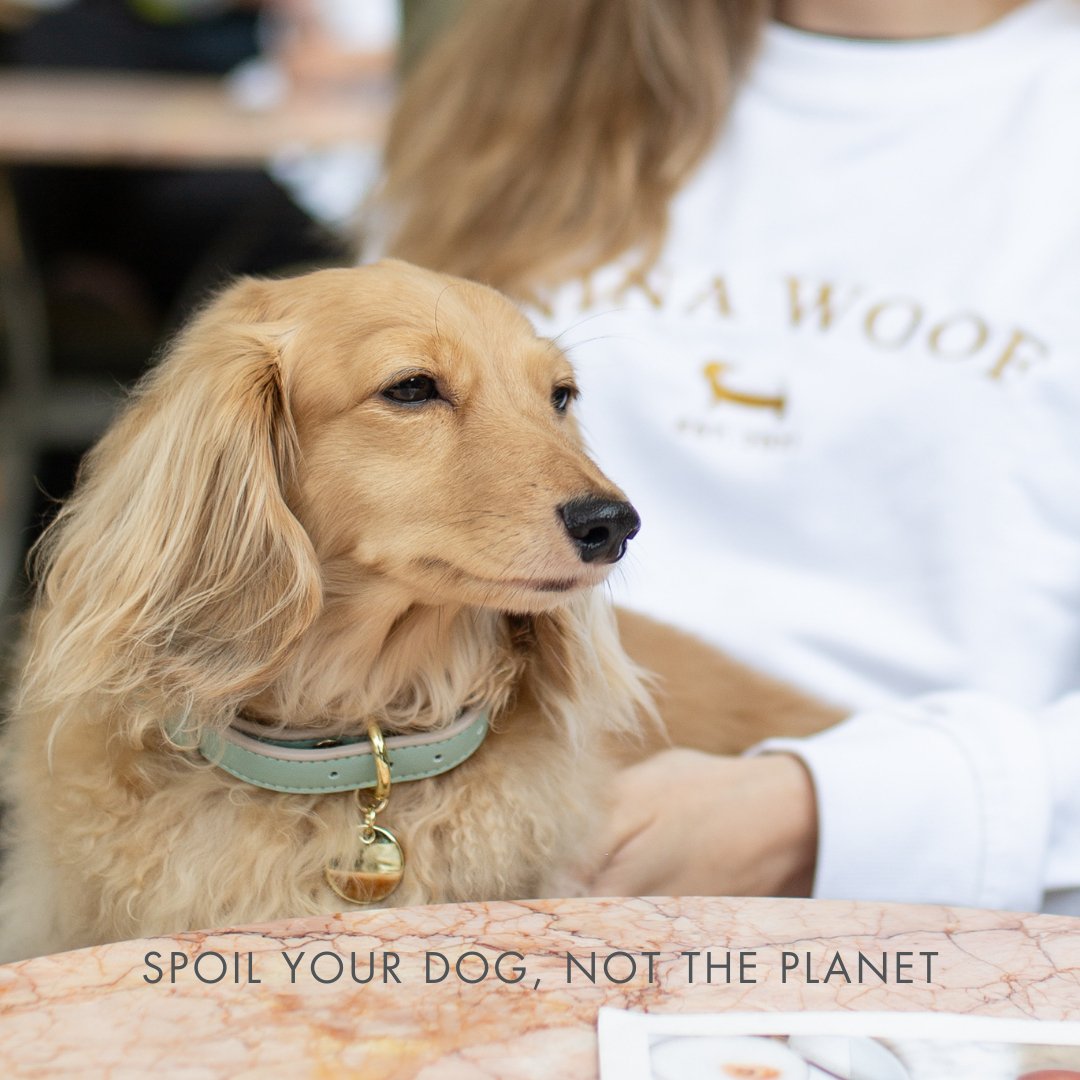 Dog wearing an olive & beige Copenhagen Dog Collar made with recycled materials and PETA-approved soft vegan leather with gold reinforced hardware with a bell, sitting next to a person wearing a white shirt with text.