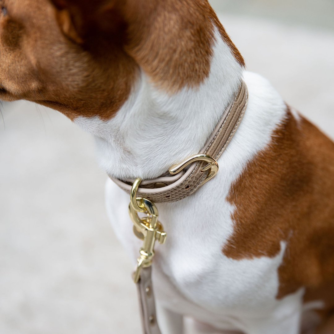 Close-up of a dog wearing a beige Nina Woof dog collar with gold hardware on a blurred background