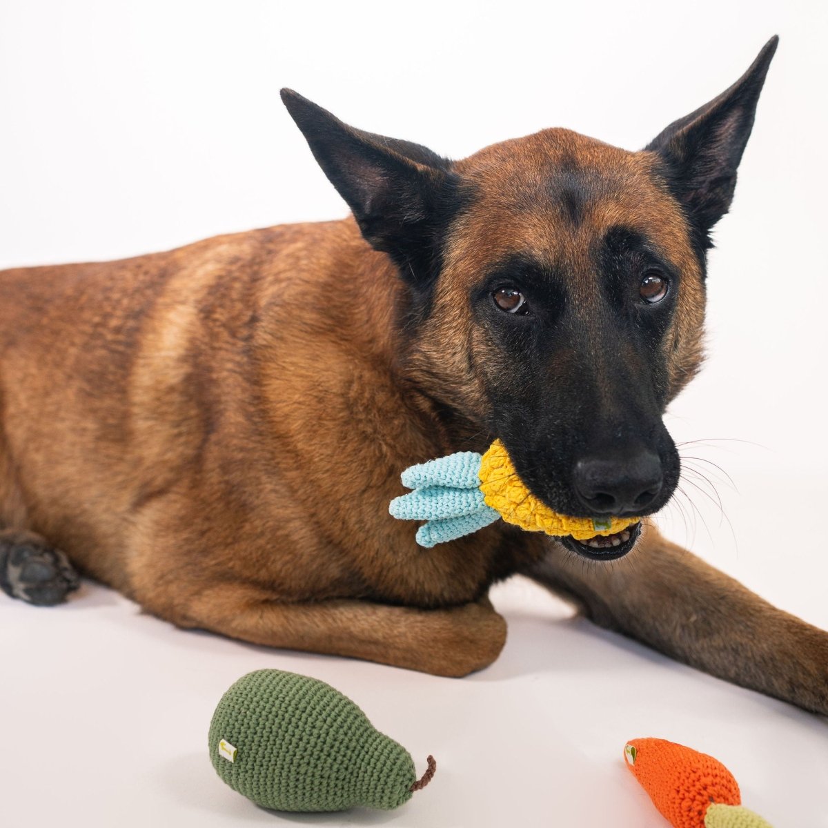 Dog playing with Organic Cotton Pineapple Squeak Toy on a white background