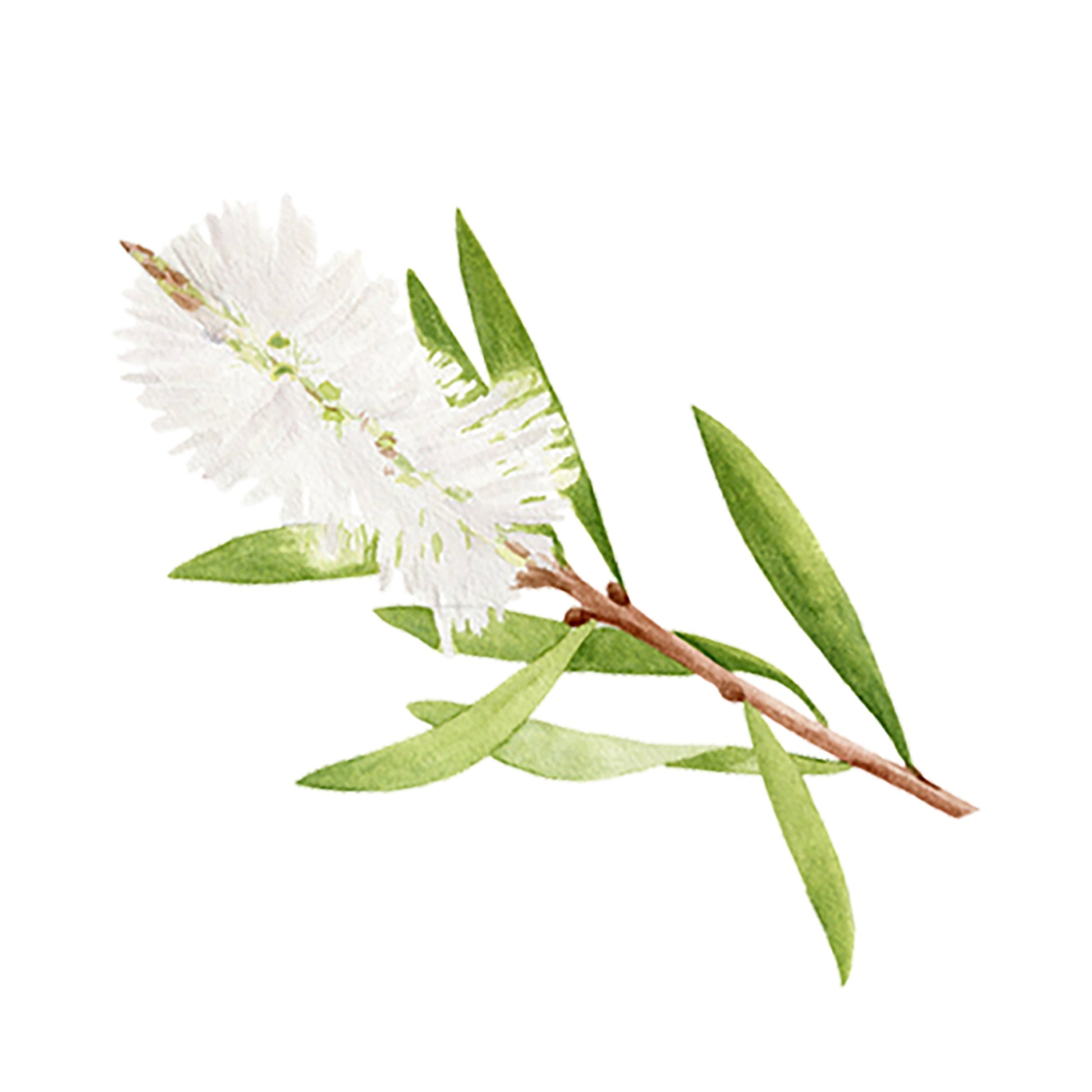White flowered tea tree branch with green leaves on a white background
