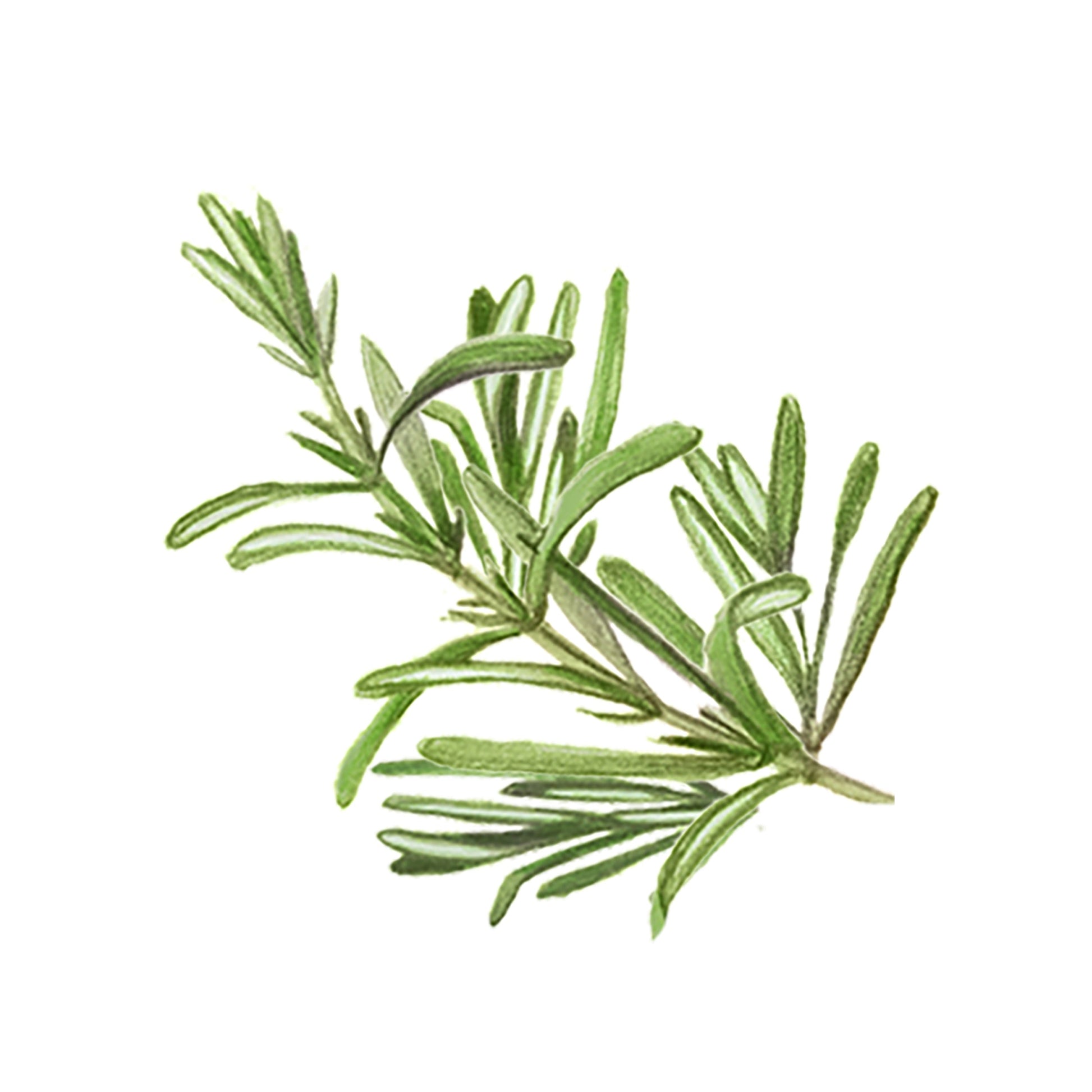 Green rosemary branch on a white background
