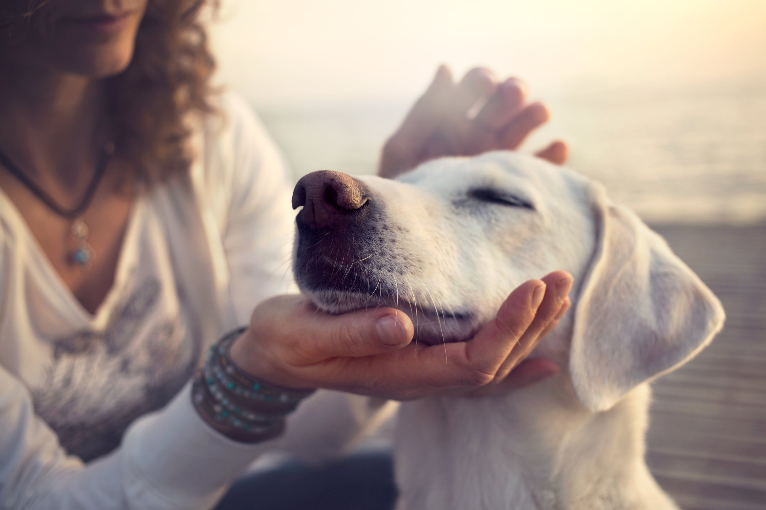 Person petting a white dog with a blurred background