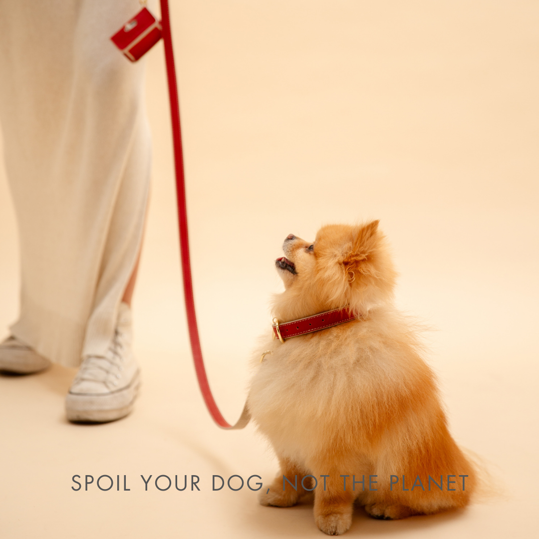 Small dog on a Copenhagen Dog Leash made with PETA-approved vegan leather and reinforced hardware with text 'Spoil your dog, not the planet' on a beige background