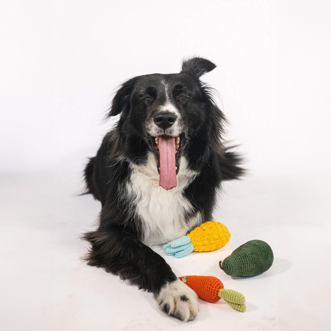 Dog with colorful Organic Cotton Veggie Dog Toy Bundle – Eco-Friendly Squeaky Toys Carrot, Pear & Pineapple Set - on a white background