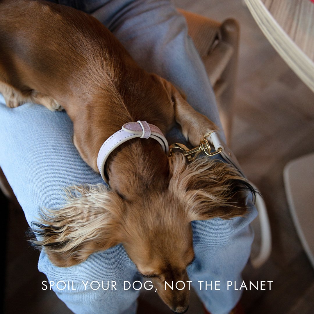 Dog lying on a person's lap wearing a sustainably made dog collar by Nina Woof, with a 'Spoil your dog, not the planet' text overlay.