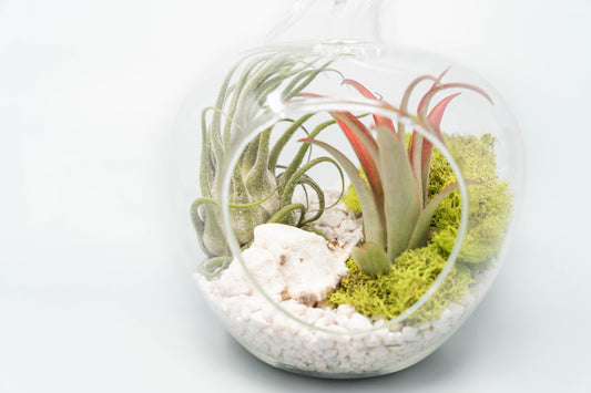 Complete Apple Terrarium with air plants, pebbles, sea shells and moss