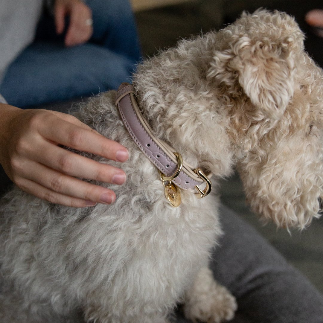 Small dog with a Nina Woof vegan leather dog collar in Lilac being petted by a person