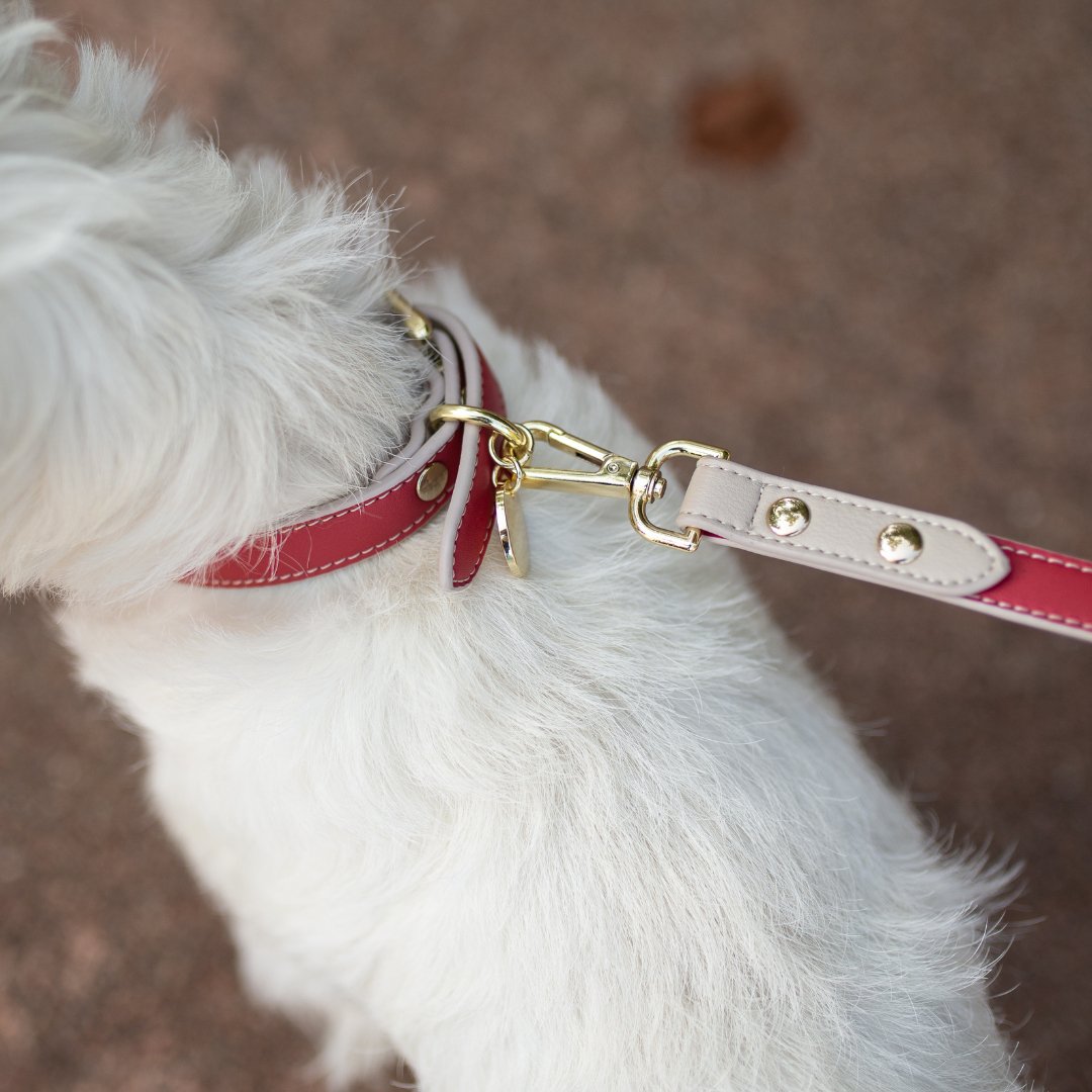 White dog wearing a red and gold Copenhagen Dog Collar made with PETA-approved vegan leather and reinforced hardware on a street